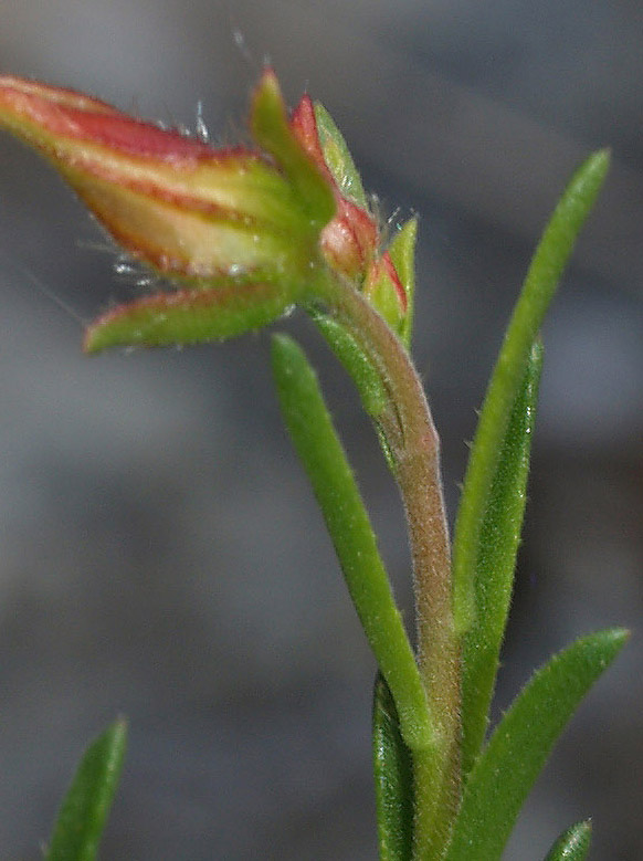 Fumana ericifolia e Fumana cfr. thymifolia